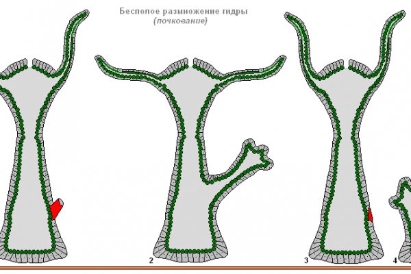 Ссылка на кракен