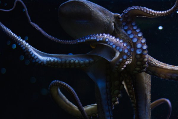 Kraken зеркало kraken dark link