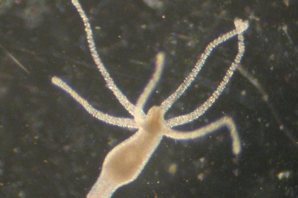 Kraken 20at net