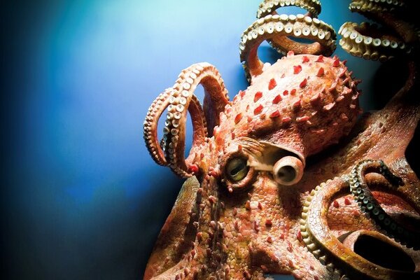 Kraken cc