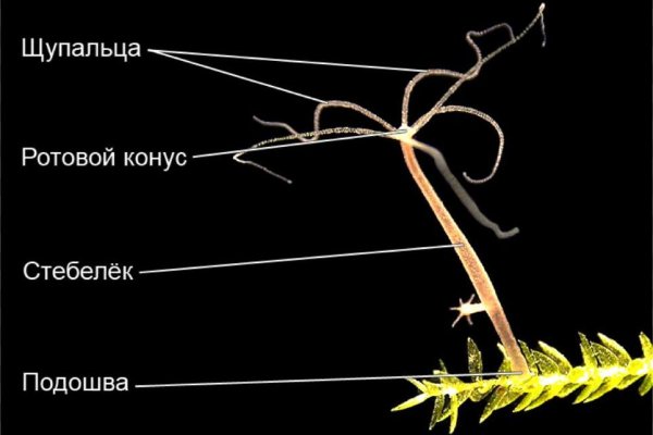 Кракен шеринг